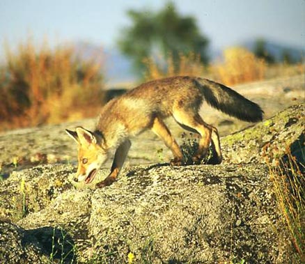 La Copa España de caza del zorro reúne a 445 cazadores entre protestas de ecologistas